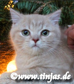 Britisch Kurzhaar Katzenbaby fawn golden shaded